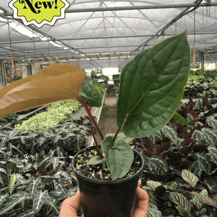 Anthurium 'Radicans x Luxurians'