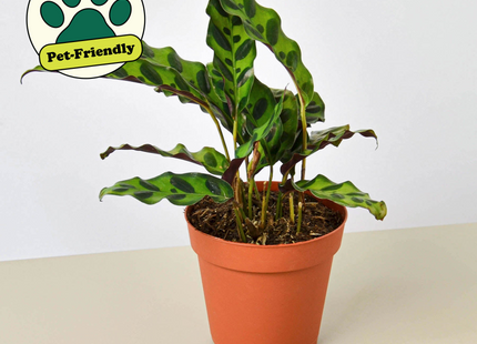 Calathea Lancifolia 'Rattlesnake'