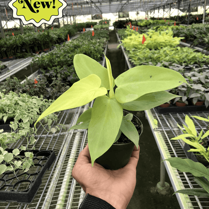 Philodendron 'Gold Violin' | Live Plant for Indoor & Outdoor | House Plant Decor