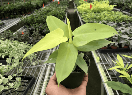 Philodendron 'Gold Violin'