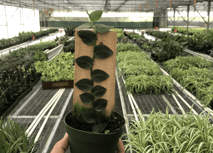 Rhaphidophora 'Hayi' (Shingle Plant)