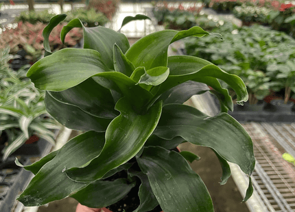 Dracaena 'Twister'