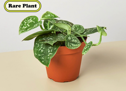 Pothos 'Satin'