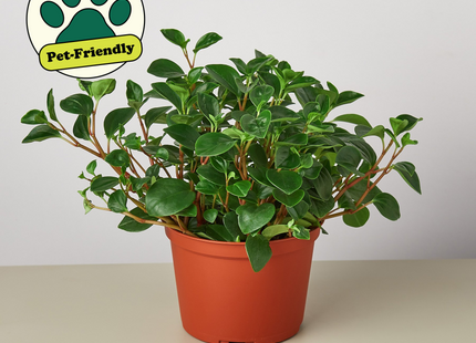 Peperomia 'Glabella' - House Plant Shop