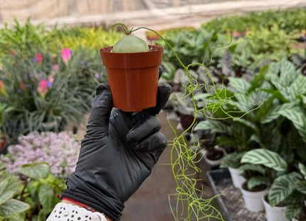 Climbing Onion