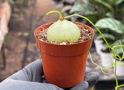 Climbing Onion