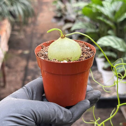 Climbing Onion