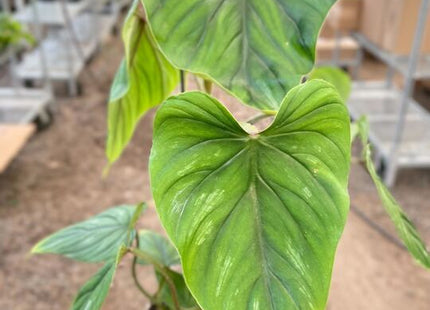 Philodendron PlowManii