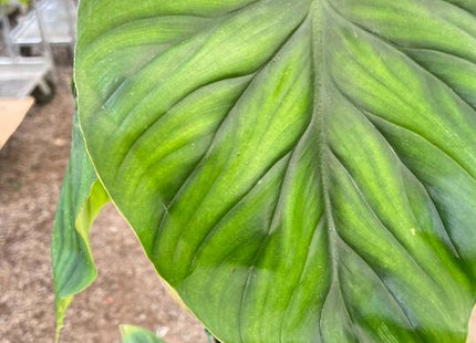 Philodendron PlowManii