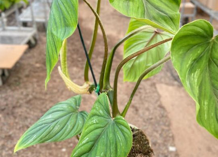 Philodendron PlowManii