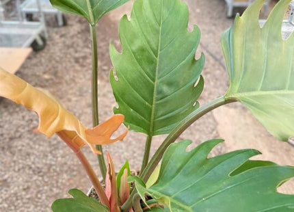 Philodendron Caramel Pluto