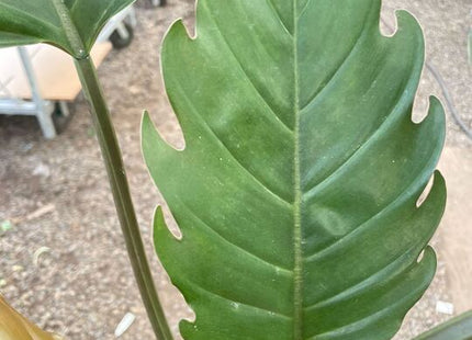 Philodendron Caramel Pluto