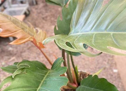 Philodendron Caramel Pluto