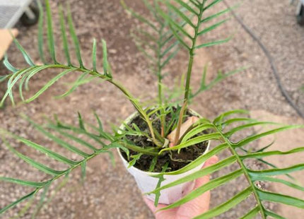 Philodendron 'Tortum'