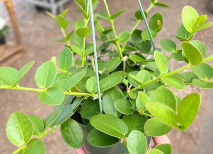 Hoya Cumingiana