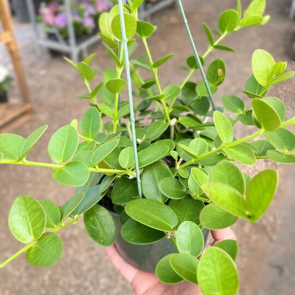 Hoya Cumingiana