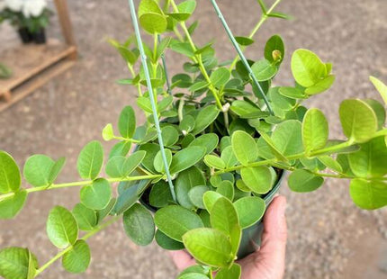 Hoya Cumingiana