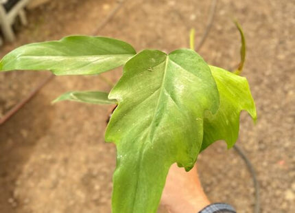 Philodendron Mayoi