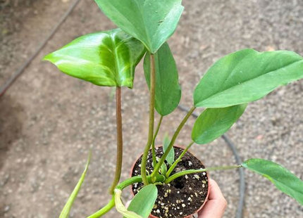 Philodendron Mayoi