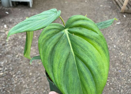 Philodendron 'Mcdowell'