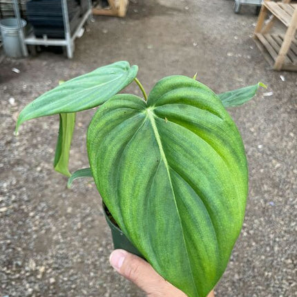 Philodendron 'Mcdowell'