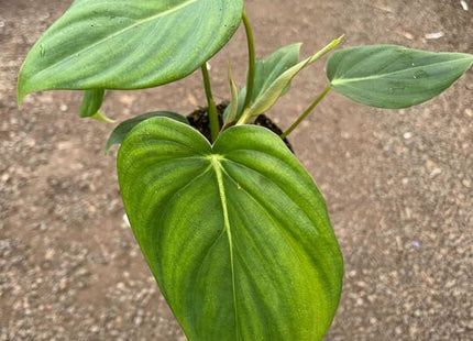 Philodendron 'Mcdowell'