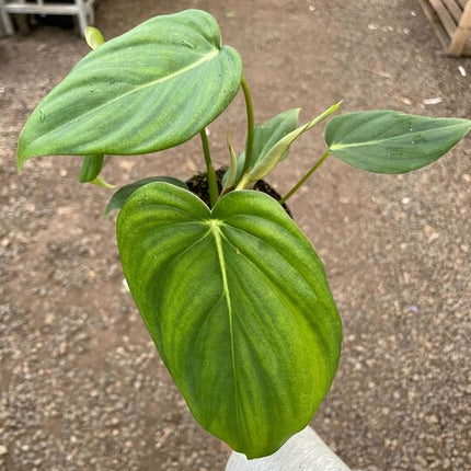 Philodendron 'Mcdowell'