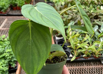 Philodendron 'Mcdowell'