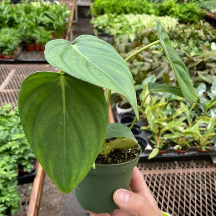 Philodendron 'Mcdowell'
