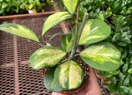 Hoya Obovata Reverse