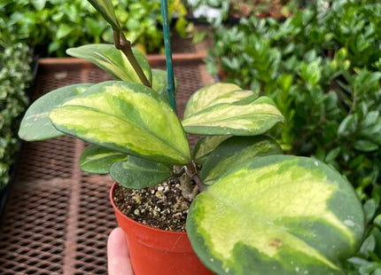 Hoya Obovata Reverse