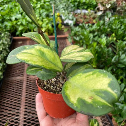 Hoya Obovata Reverse