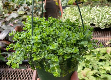 Peperomia Deppeana