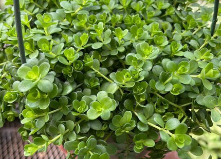 Peperomia Deppeana