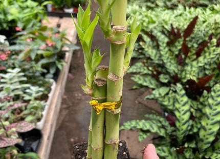 Dracaena 'Lucky Bamboo'