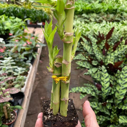 Dracaena 'Lucky Bamboo'