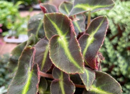 Begonia 'Striped'