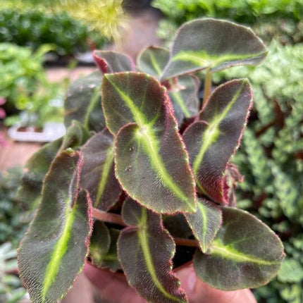 Begonia 'Striped'