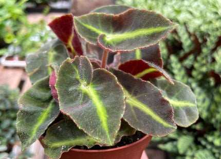 Begonia 'Striped'