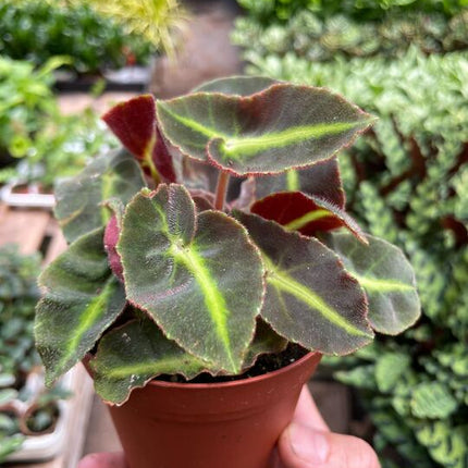 Begonia 'Striped'