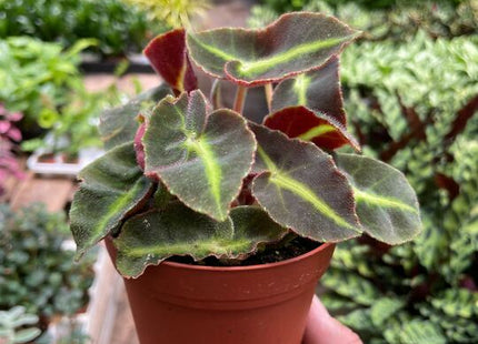 Begonia 'Striped'