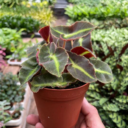 Begonia 'Striped'