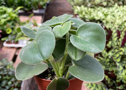 Peperomia 'Felted'