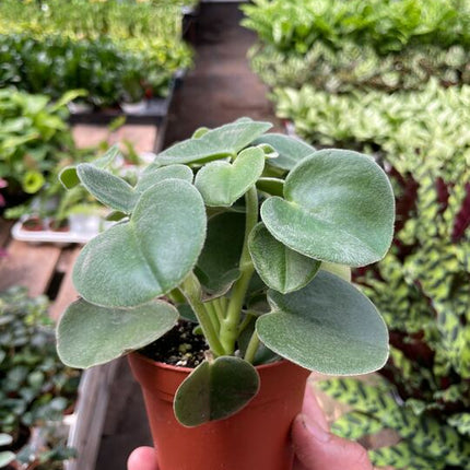 Peperomia 'Felted'