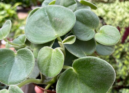 Peperomia 'Felted'