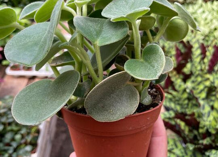Peperomia 'Felted'