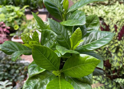 Gardenia 'Bush'