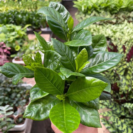 Gardenia 'Bush'