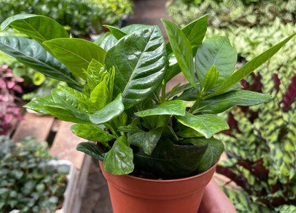 Gardenia 'Bush'