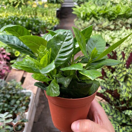 Gardenia 'Bush'